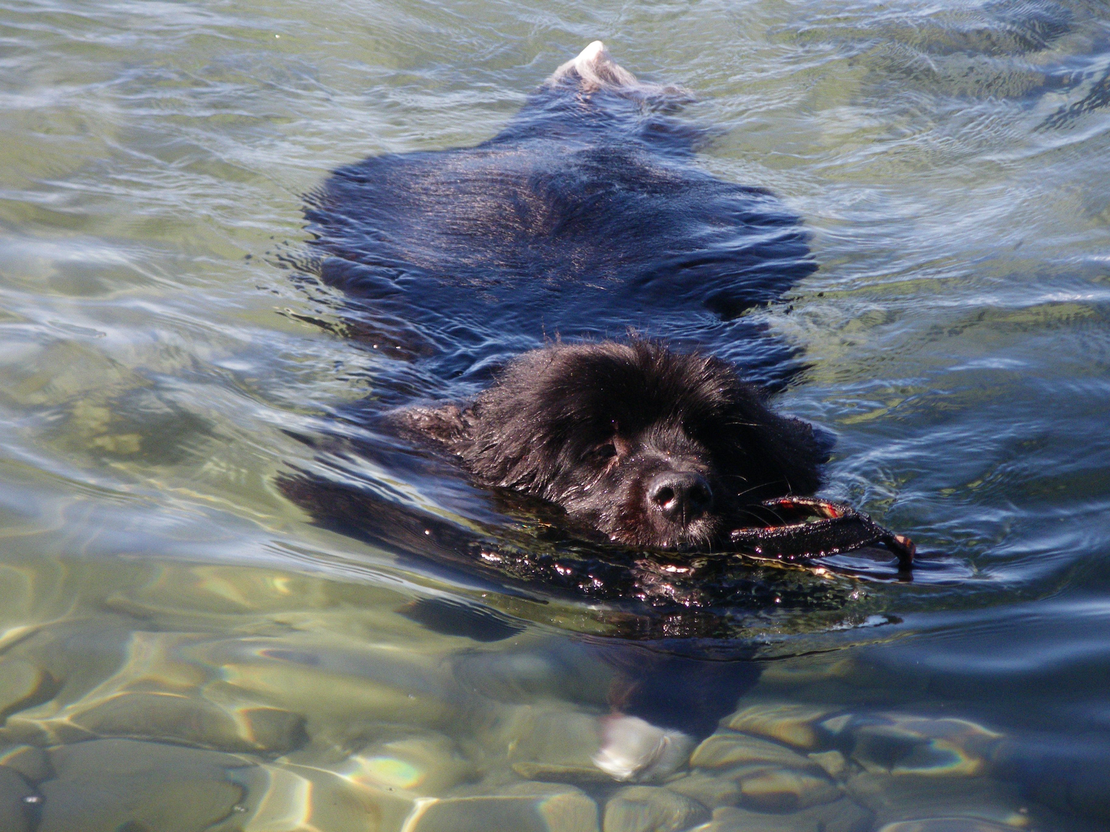 Newfoundland Dog Swimming